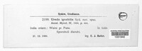 Uredo ignobilis image